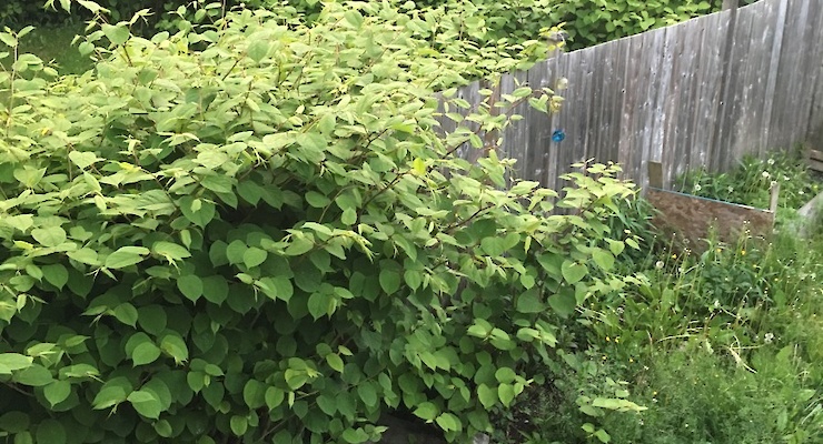 Does Japanese knotweed affect house prices?